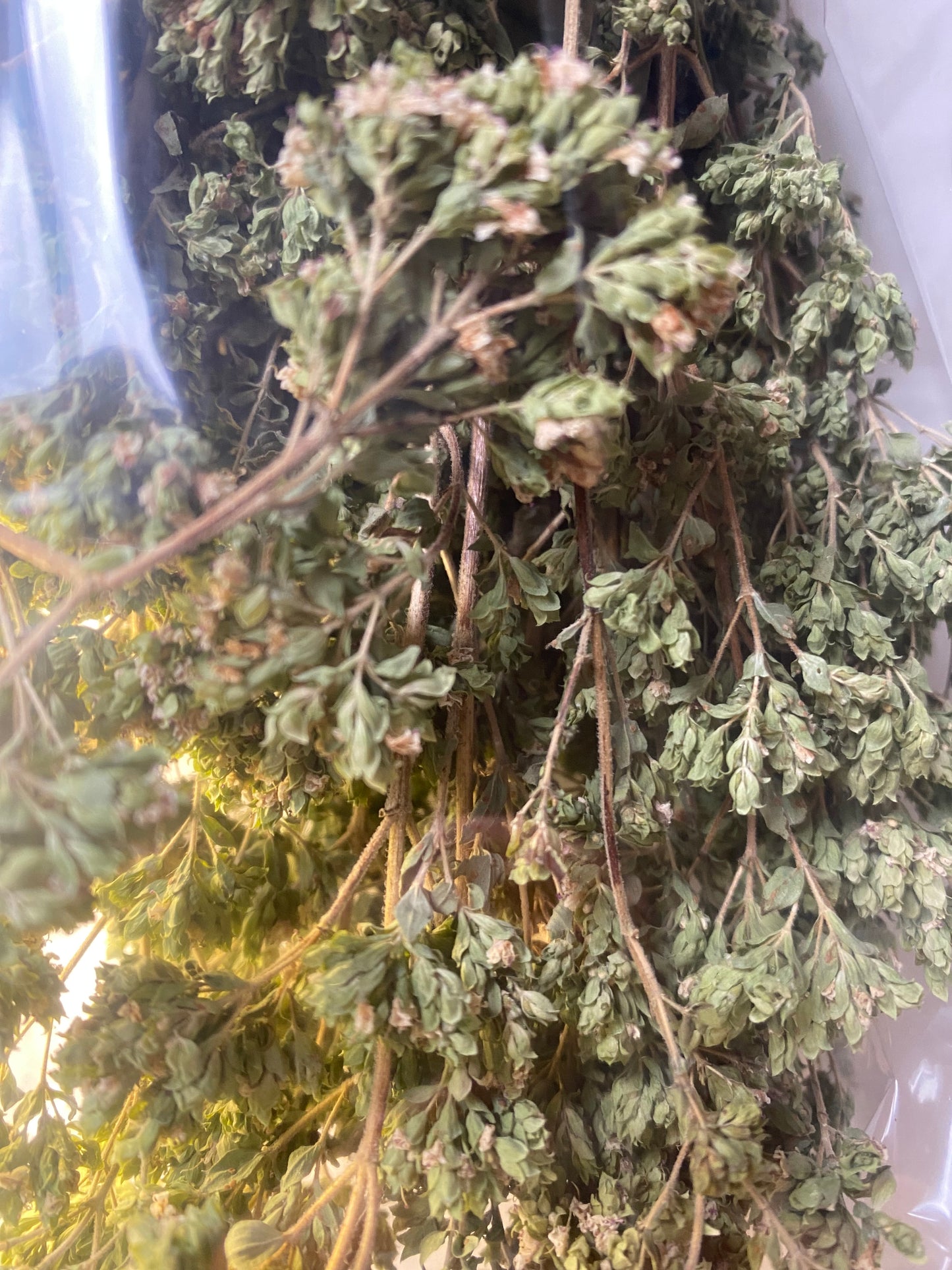 origano