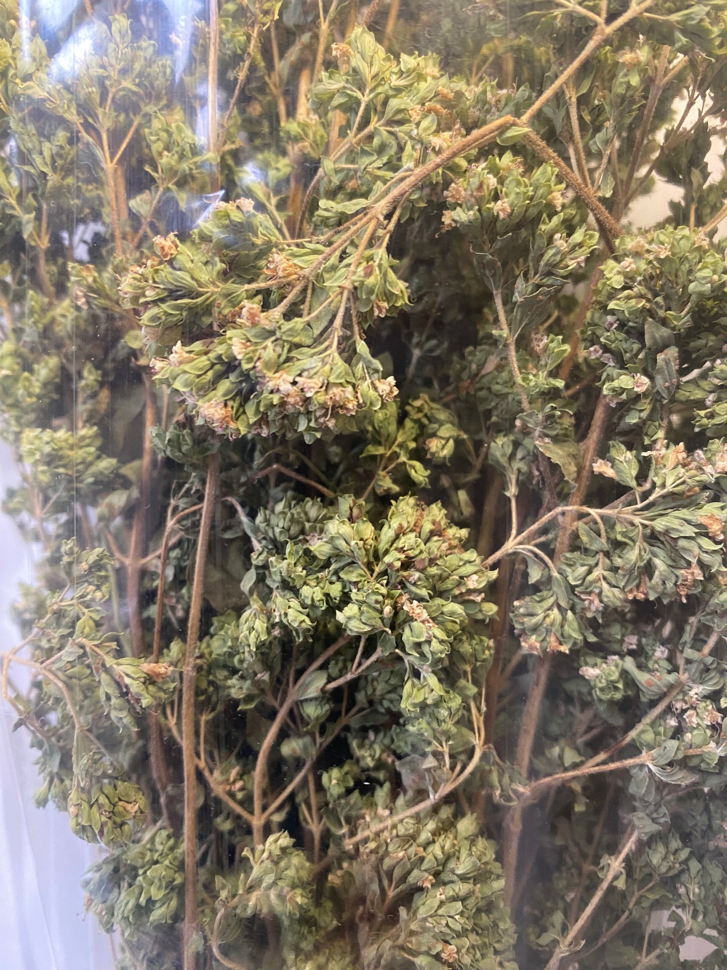 origano