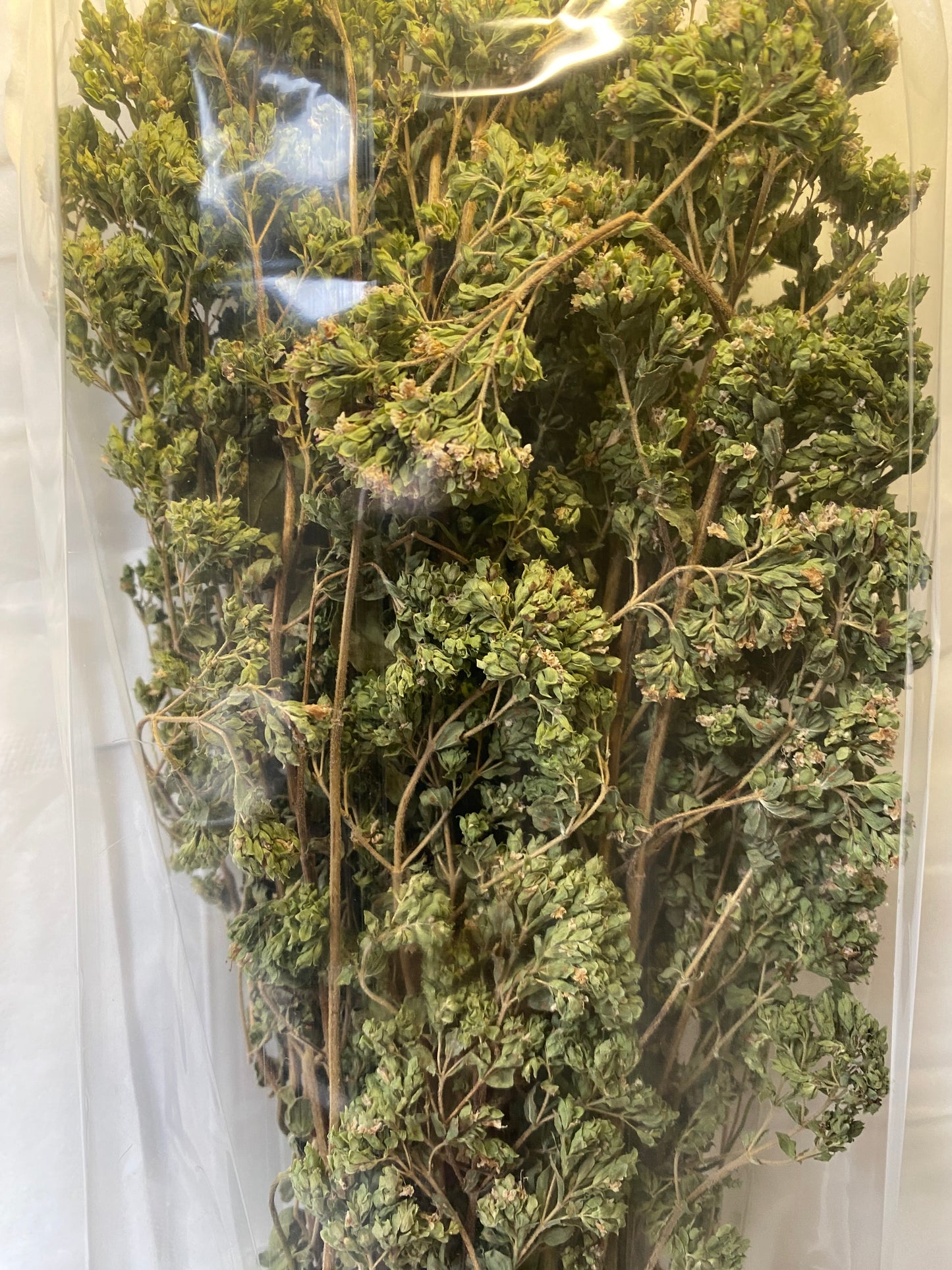 origano