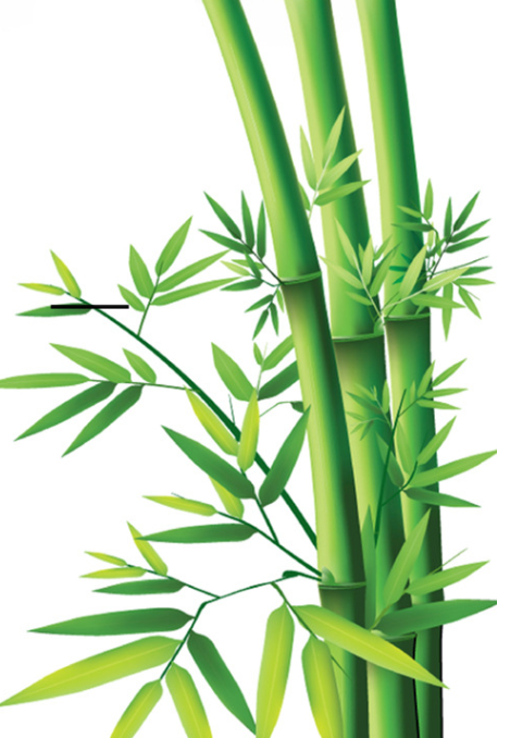 Image de tiges et feuilles de bambou vert pour illustrer la brosse à dents bambou écologique