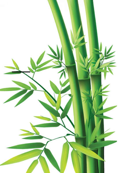 Image de tiges et feuilles de bambou vert pour illustrer la brosse à dents bambou écologique